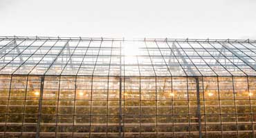 Commercial Glasshouses